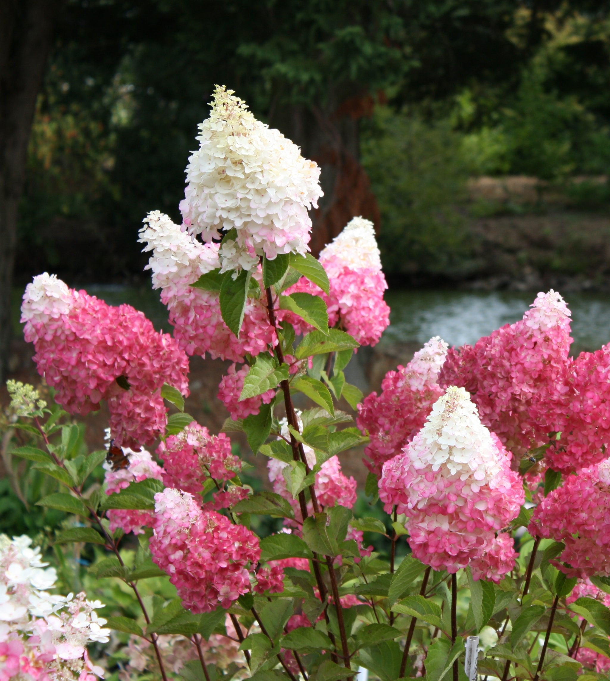 Hydrangea paniculata Vanilla Strawberry Renhy PP20670, CPBR3963 Vanilla Strawberry Hydrangea