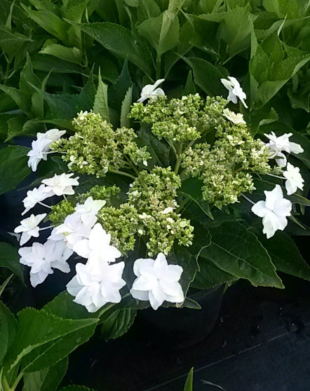 Hydrangea macrophylla Fireworks Hanabi Fireworks Hydrangea