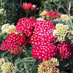 Achillea millefolium Strawberry Seduction PP18401, COPF Yarrow