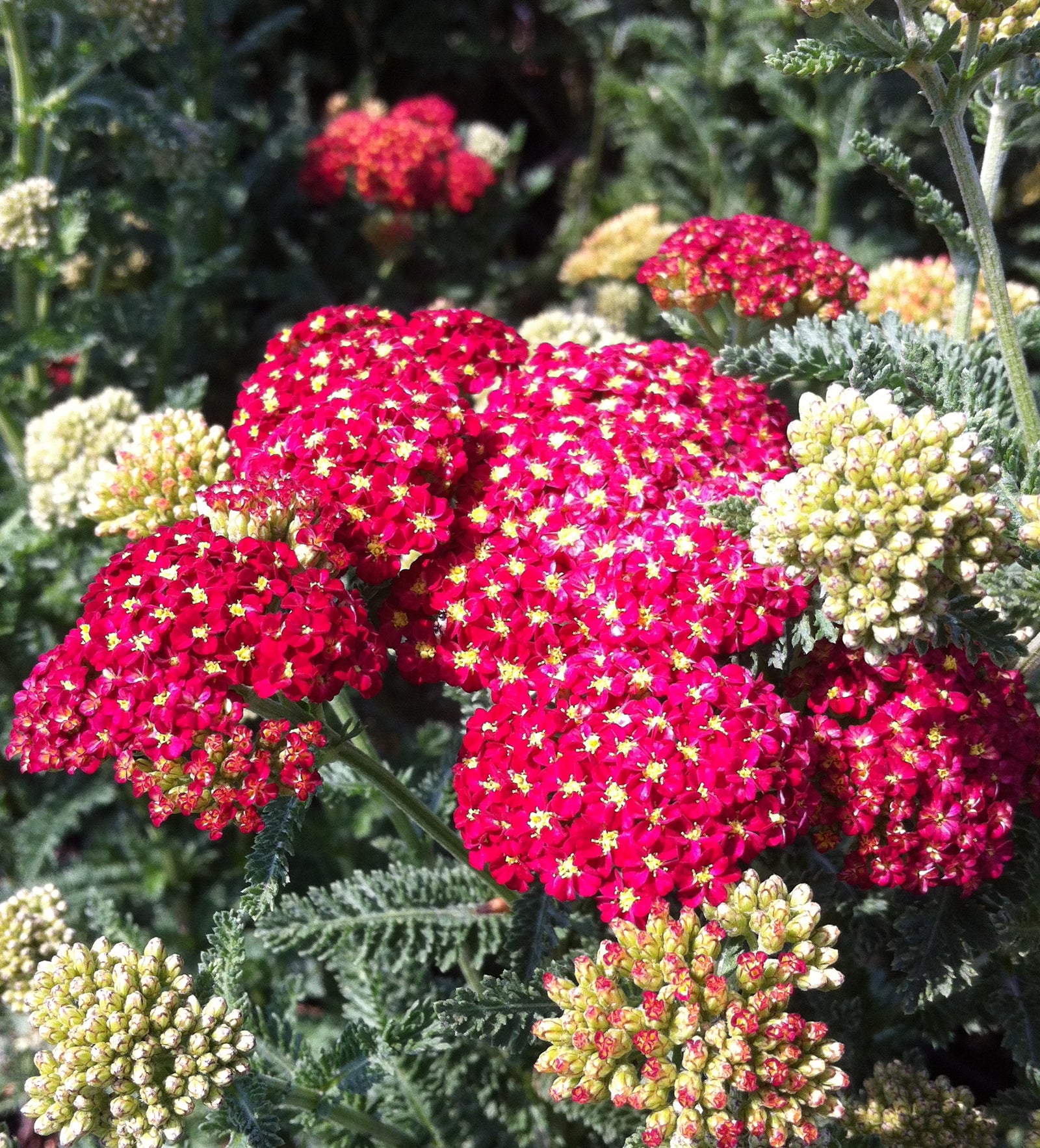 Achillea millefolium Strawberry Seduction PP18401, COPF Yarrow