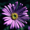 Aster x frikartii Monch Aster