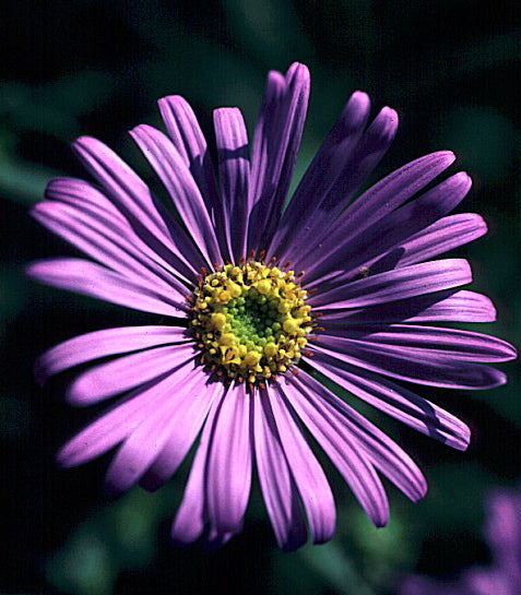 Aster x frikartii Monch Aster