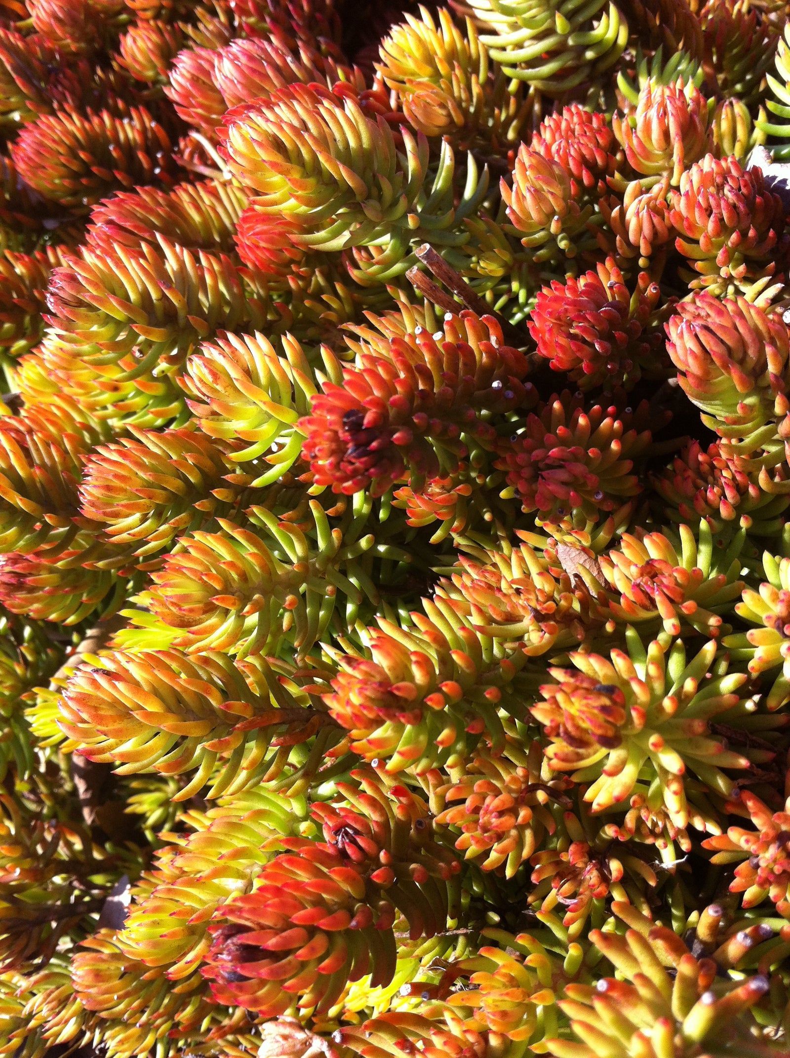 Sedum reflexum Angelina COPF Golden Stonecrop