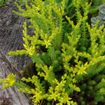 Sedum sexangulare Six sided Stonecrop