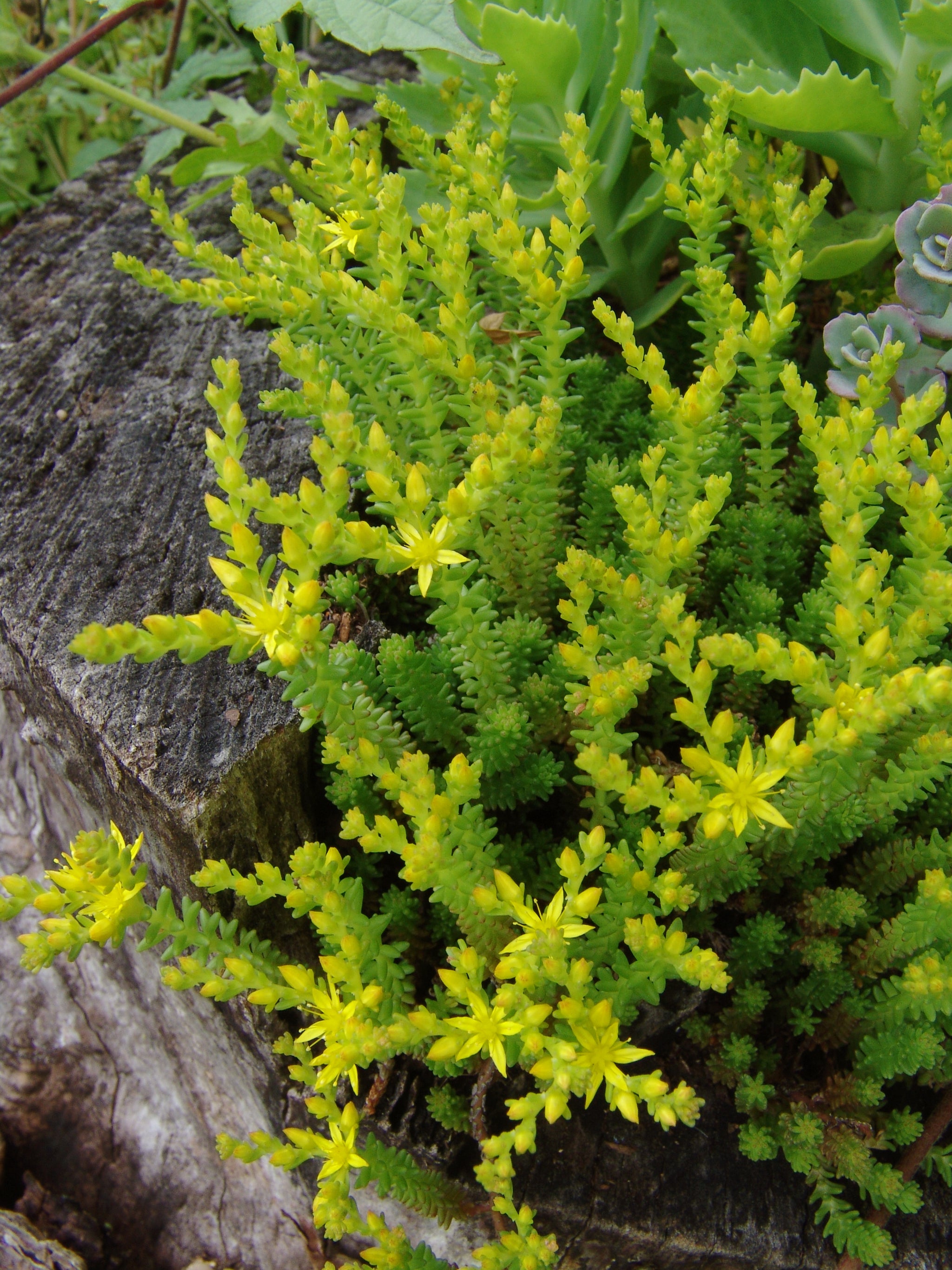 Sedum sexangulare Six sided Stonecrop