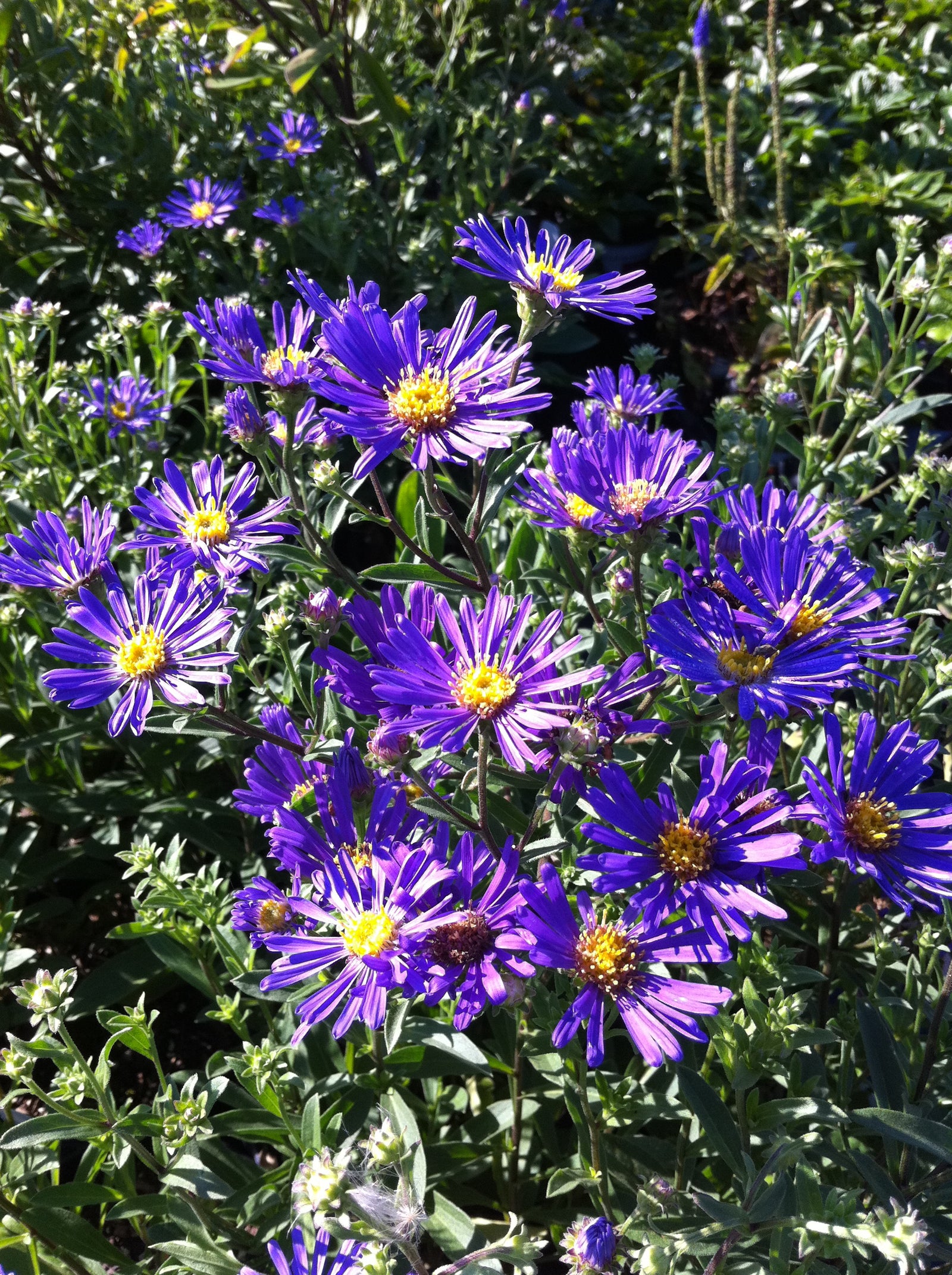 Aster laevis Blue Autumn Oudshoom 1 PP17400 Blue Autumn Aster