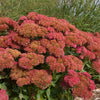 Sedum spectabile Autumn Fire COPF Showy Stonecrop