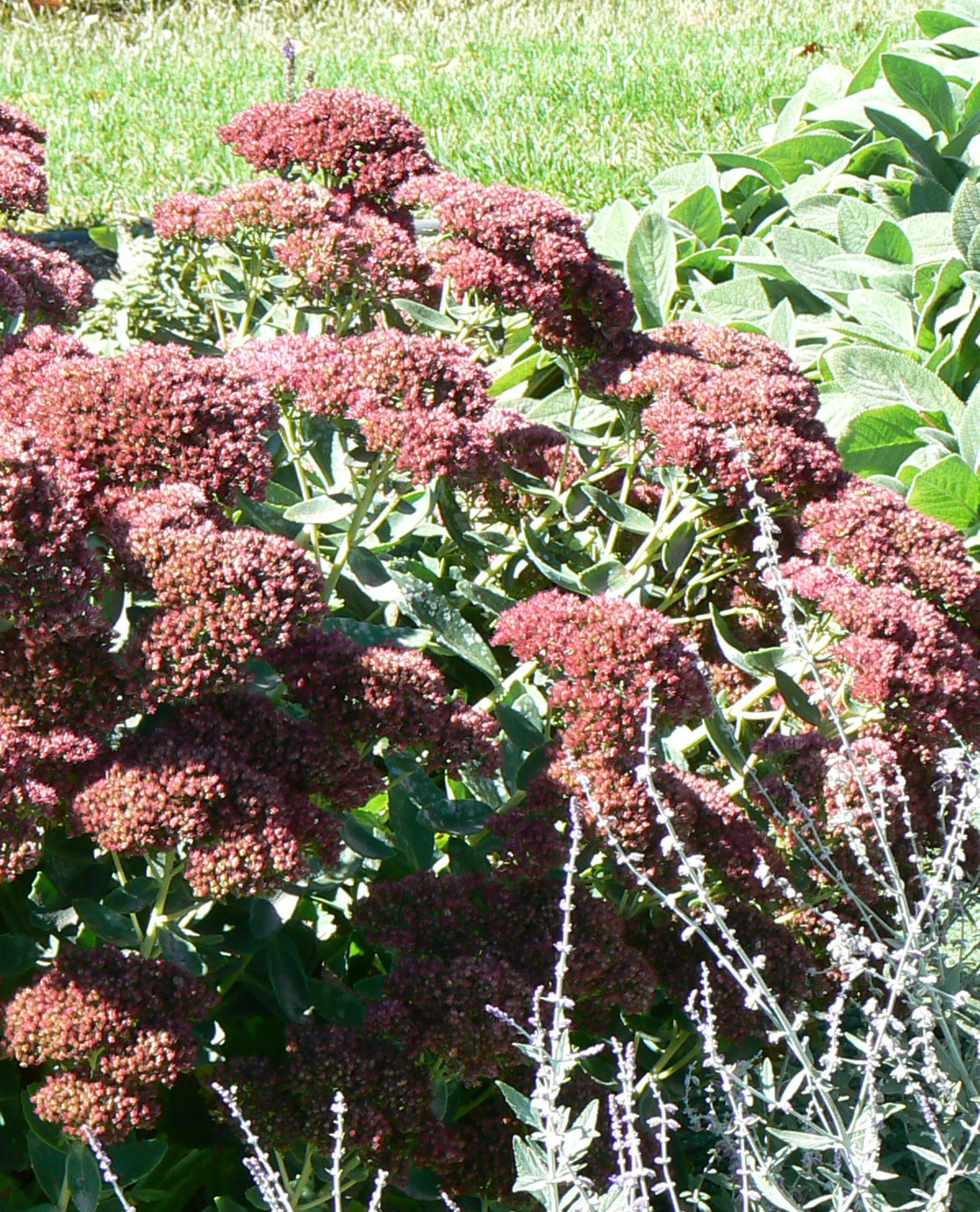 Sedum spectabile Autumn Joy Herbstfreude COPF Autumn Joy Stonecrop