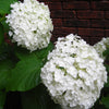 Hydrangea arborescens Incrediball Abetwo PP20571, COPF, CPBR4166 Incrediball Hydrangea