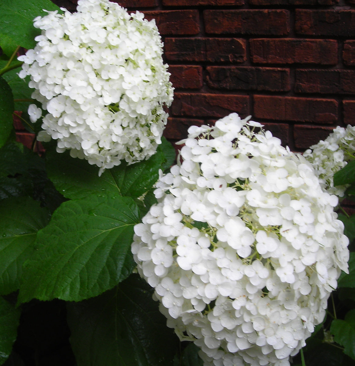 Hydrangea arborescens Incrediball Abetwo PP20571, COPF, CPBR4166 Incrediball Hydrangea