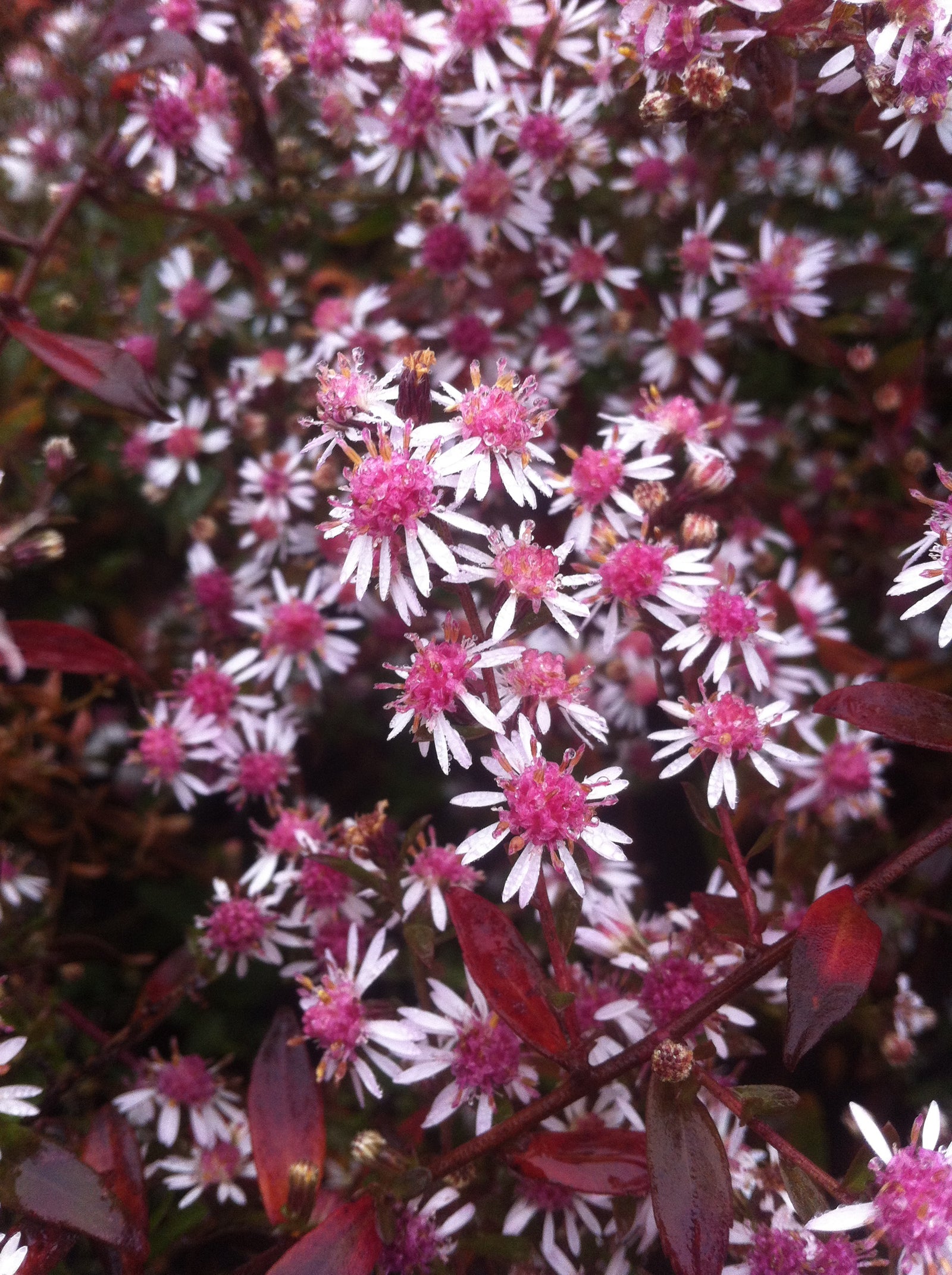 Aster lateriflorus Lady in Black Calico Aster