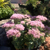 Sedum spectabile Brilliant Showy Stonecrop