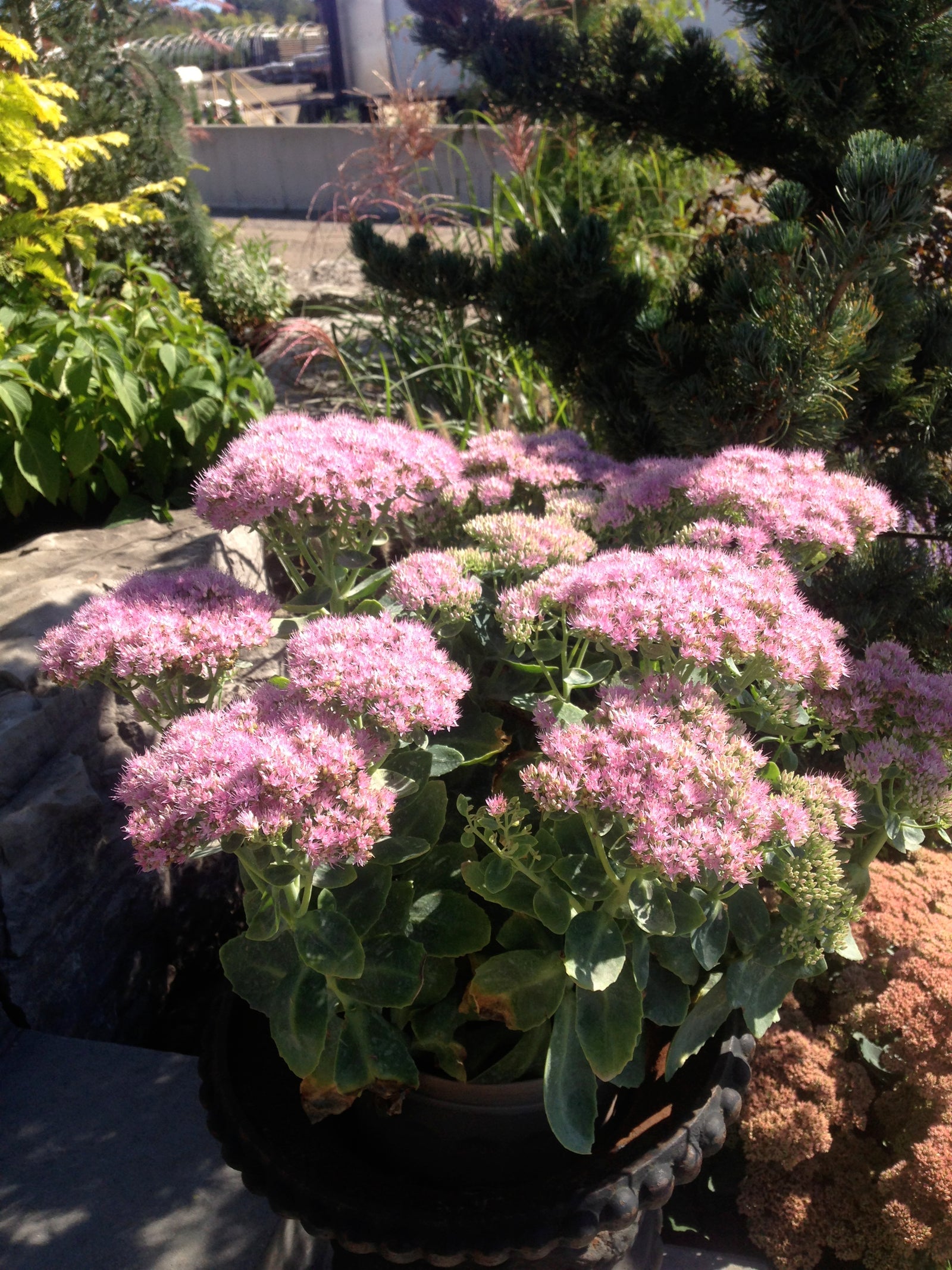 Sedum spectabile Brilliant Showy Stonecrop