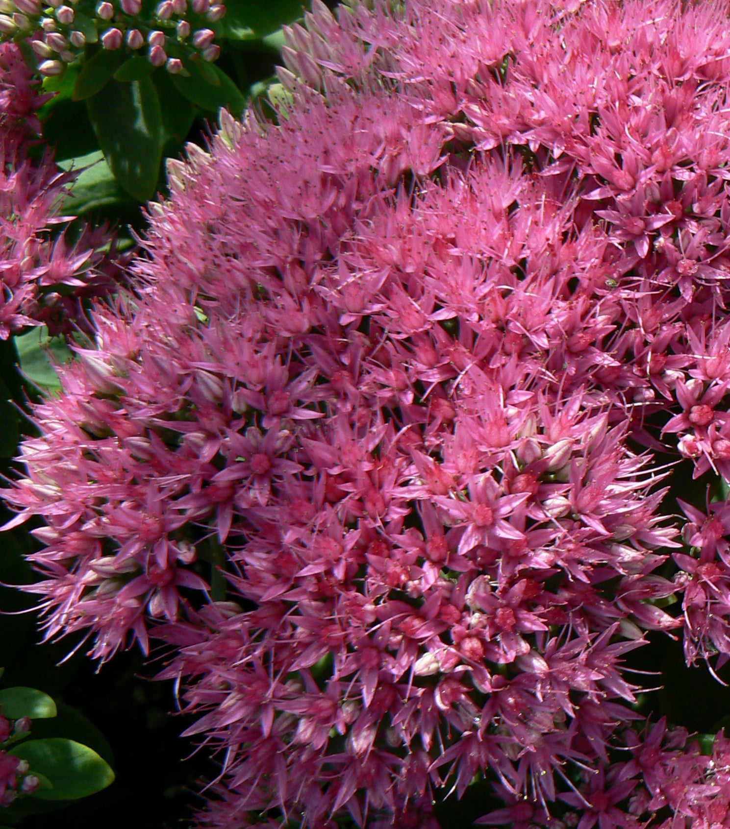 Sedum spectabile Neon Showy Stonecrop