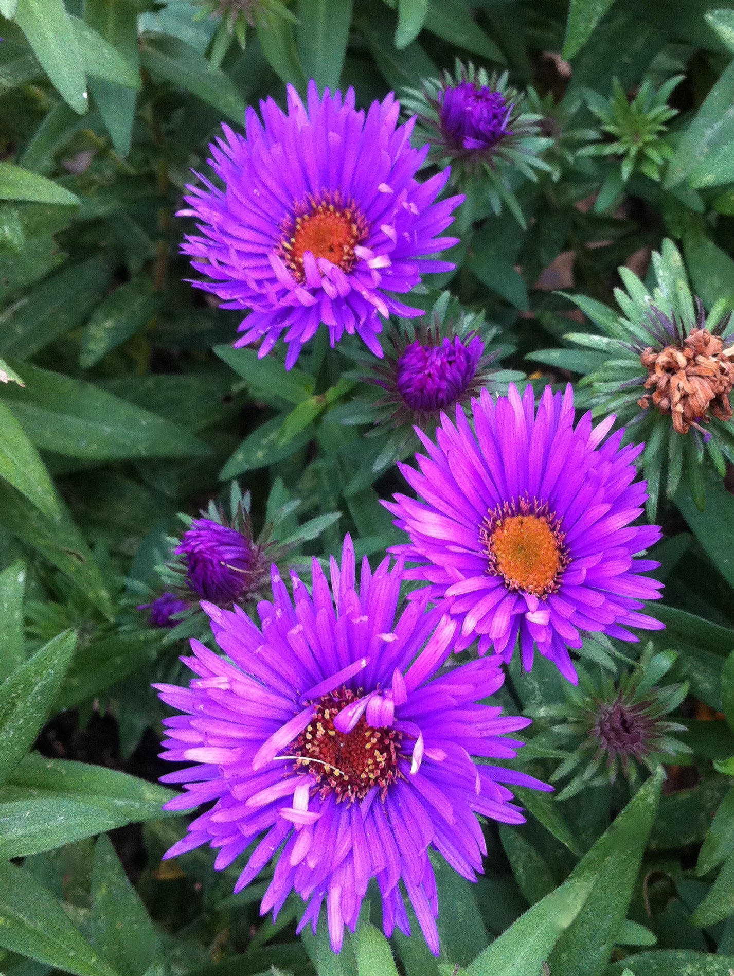 Aster novae angliae Purple Dome COPF New England Aster