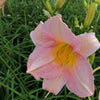 Hemerocallis Catherine Woodbury Daylily