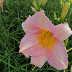 Hemerocallis Catherine Woodbury Daylily