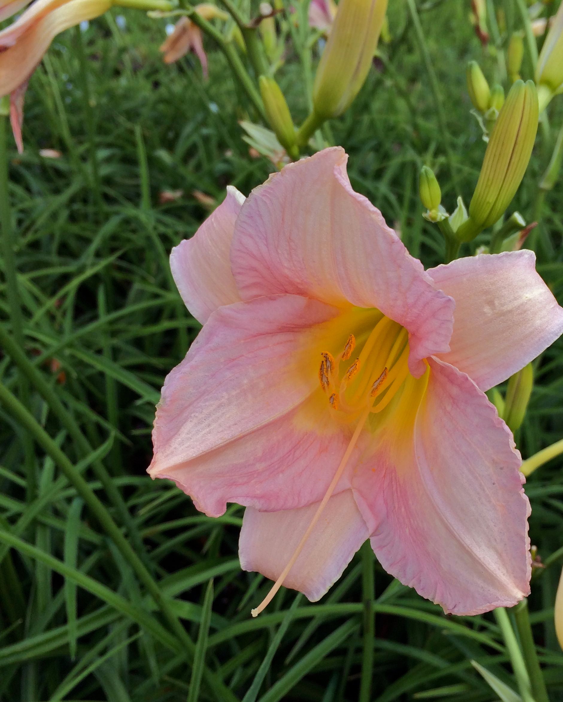 Hemerocallis Catherine Woodbury Daylily