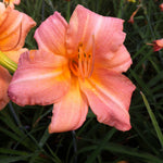 Hemerocallis Children's Festival Daylily