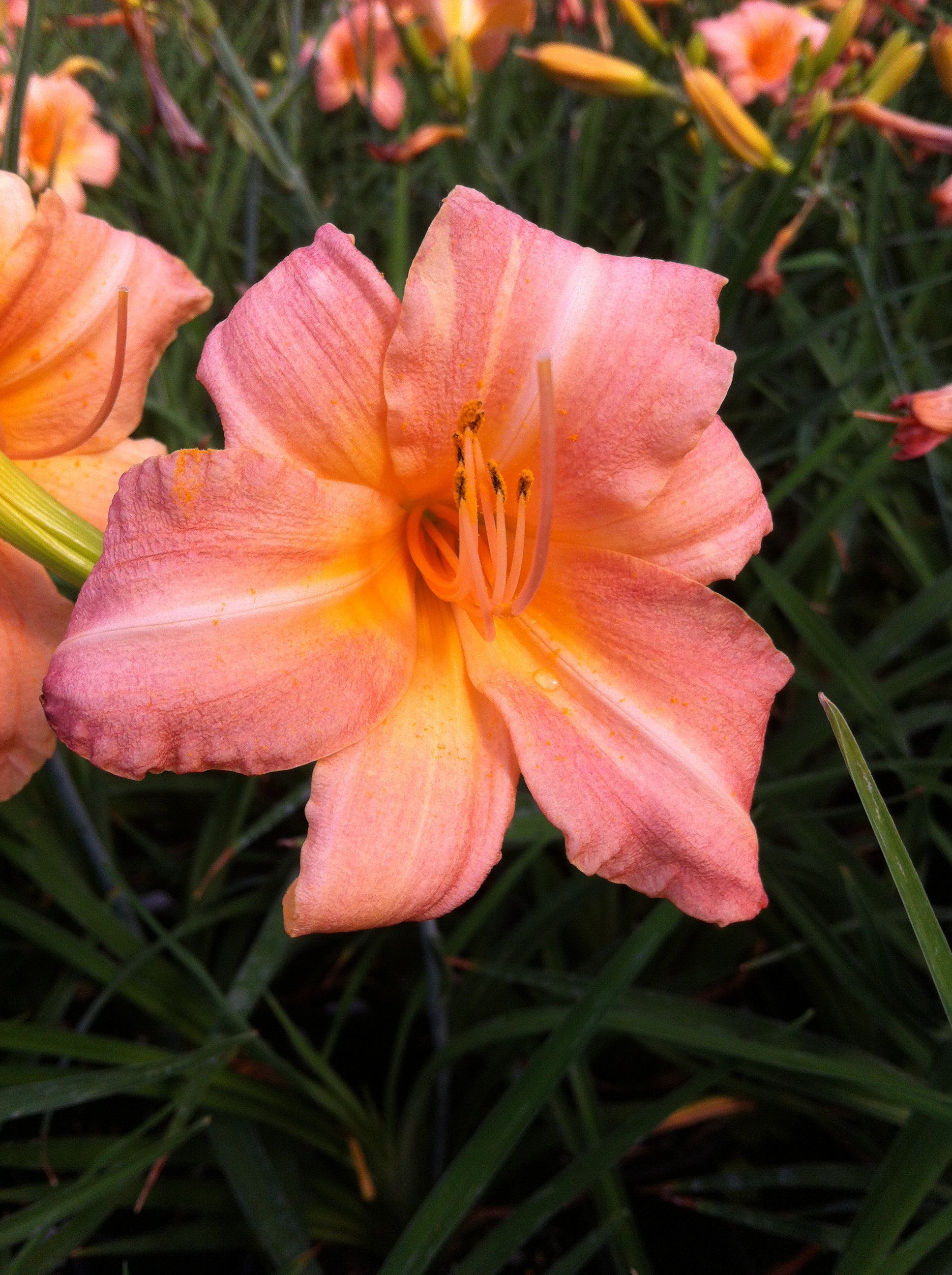 Hemerocallis Children's Festival Daylily