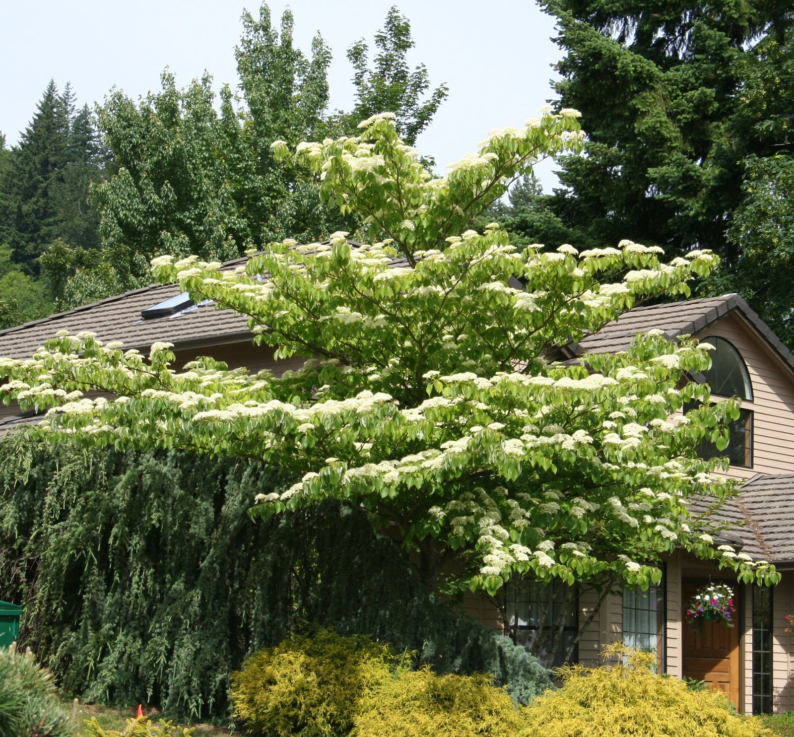 Cornus controversa June Snow June Snow JFS June Snow Dogwood