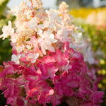 Hydrangea paniculata Pinky Winky DVPPinky PP16166, CPBR2889 Pinky Winky Hydrangea