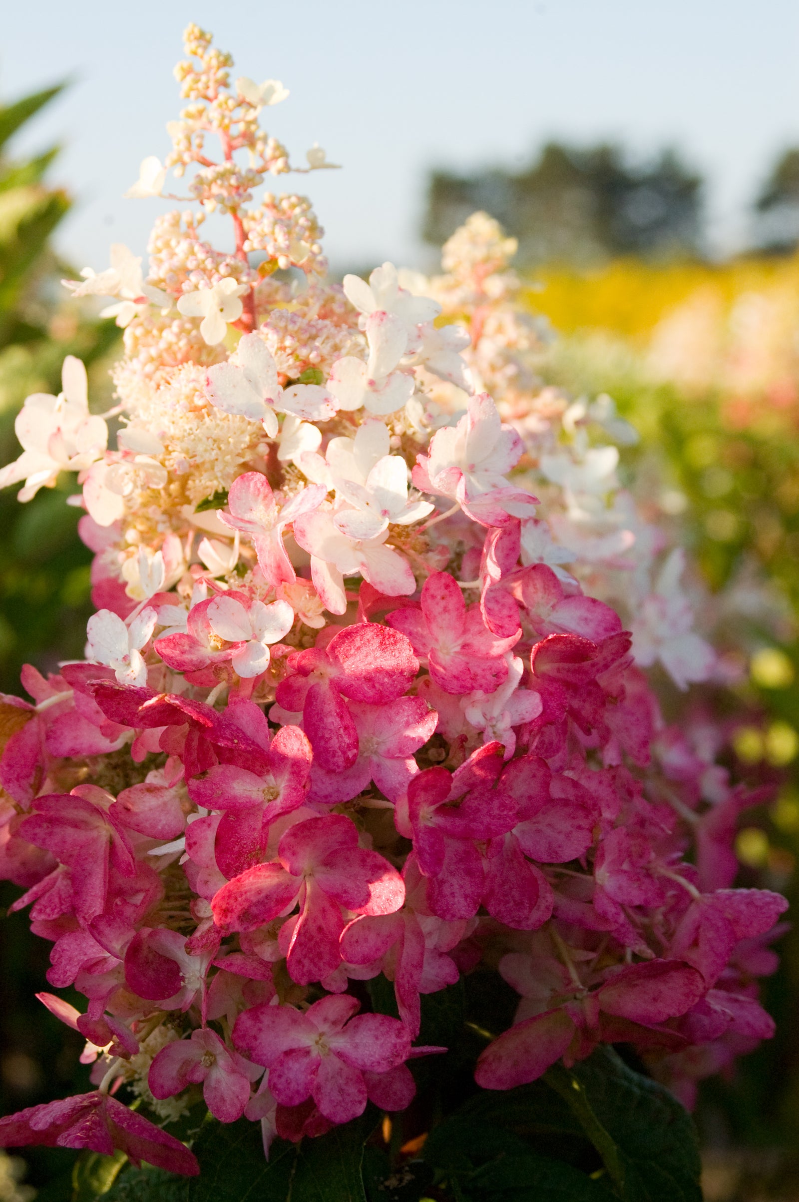 Hydrangea paniculata Pinky Winky DVPPinky PP16166, CPBR2889 Pinky Winky Hydrangea