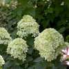 Hydrangea paniculata Little Lime Jane PP22330, CPBR3914 Little Lime Hydrangea