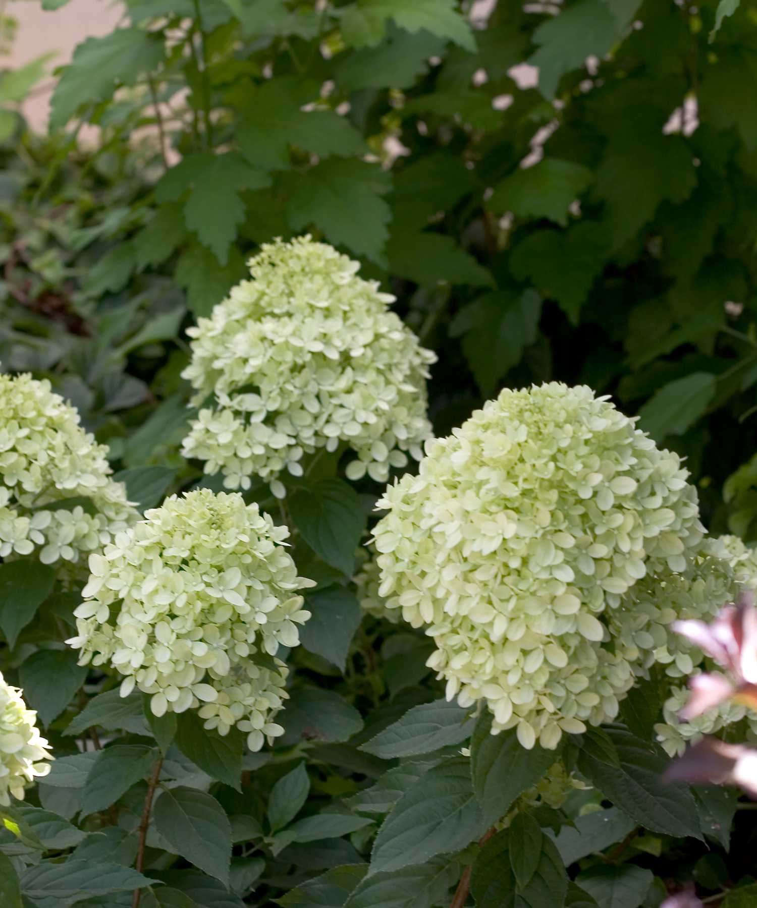 Hydrangea paniculata Little Lime Jane PP22330, CPBR3914 Little Lime Hydrangea