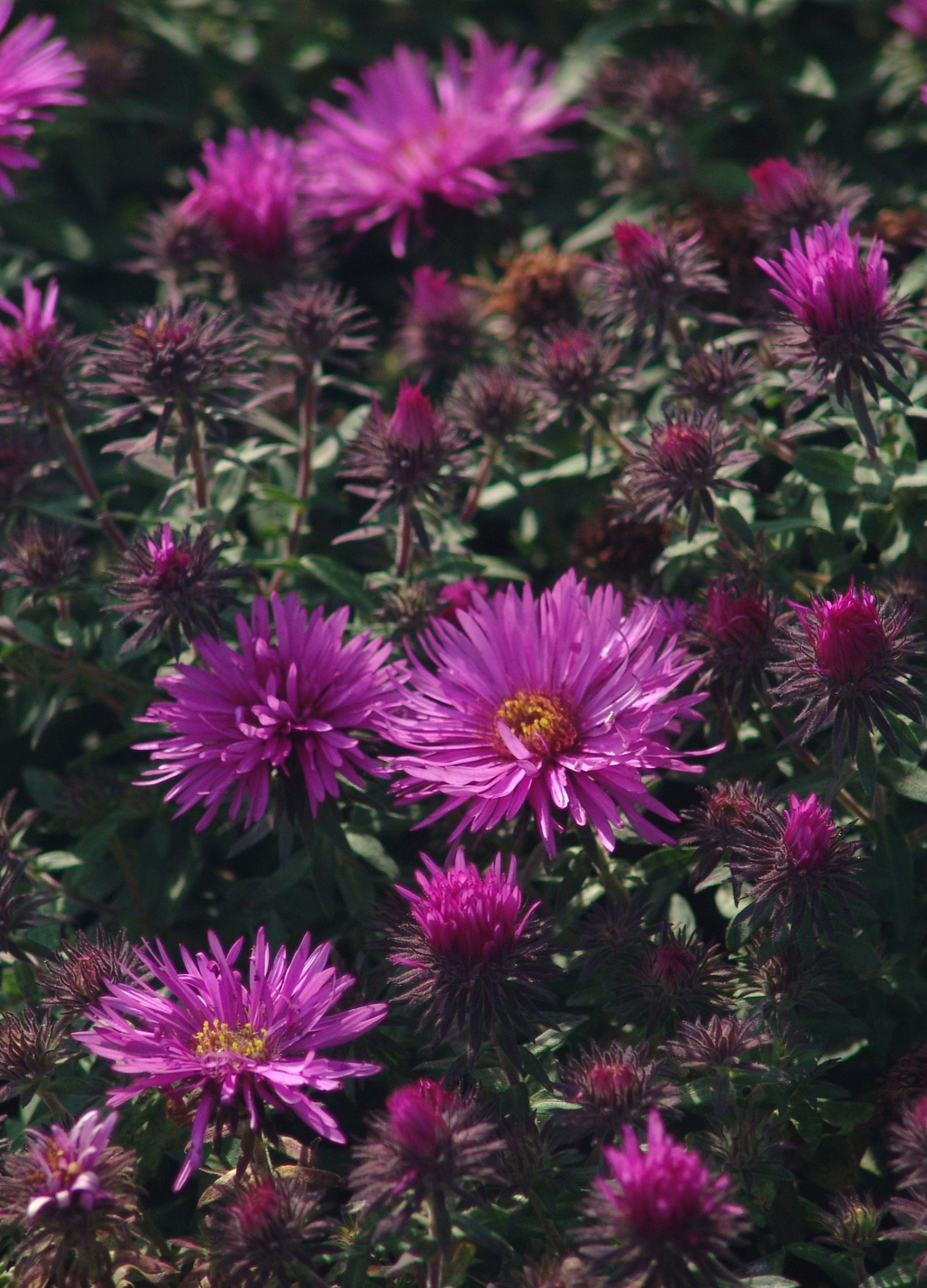 Aster novae angliae Vibrant Dome PP19538, COPF New England Aster