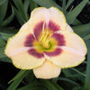 Hemerocallis Custard Candy Daylily