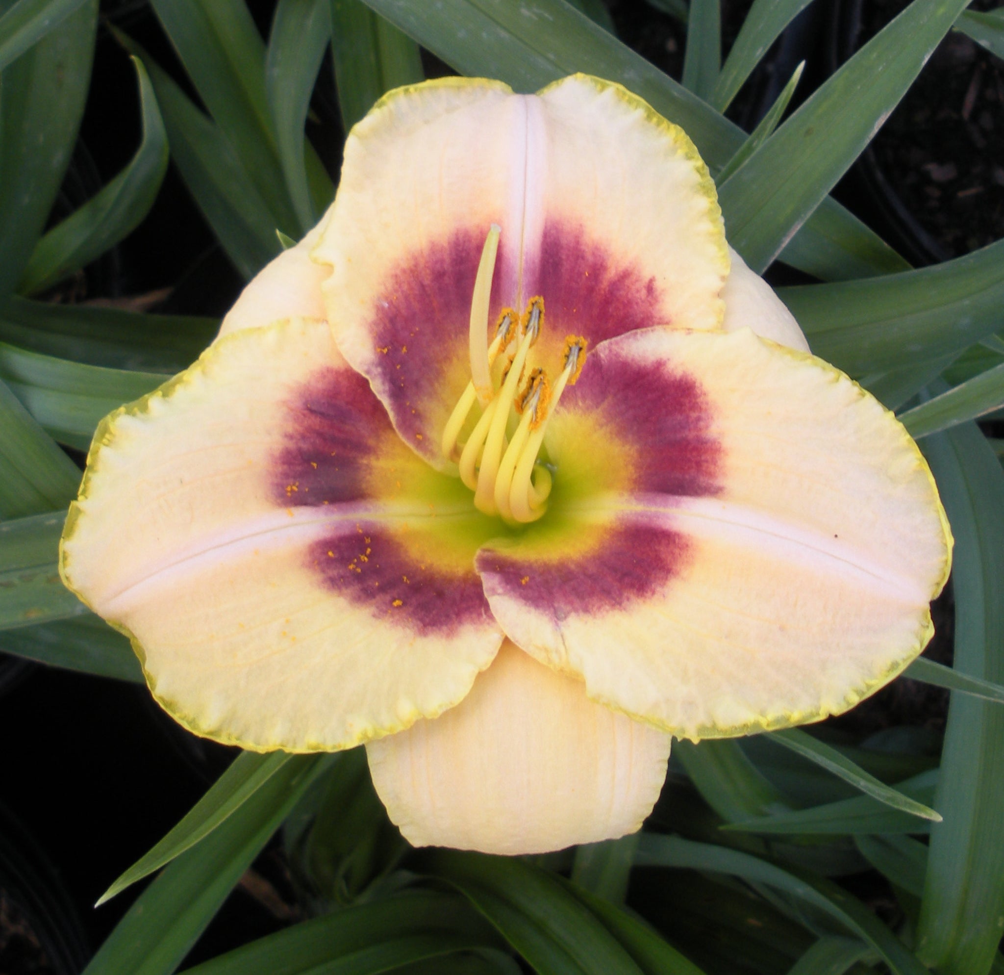 Hemerocallis Custard Candy Daylily