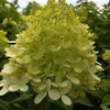 Hydrangea paniculata Limelight Zwijnenburg PP12874, COPF, CPBR2319 Limelight Hydrangea