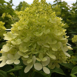 Hydrangea paniculata Limelight Zwijnenburg PP12874, COPF, CPBR2319 Limelight Hydrangea