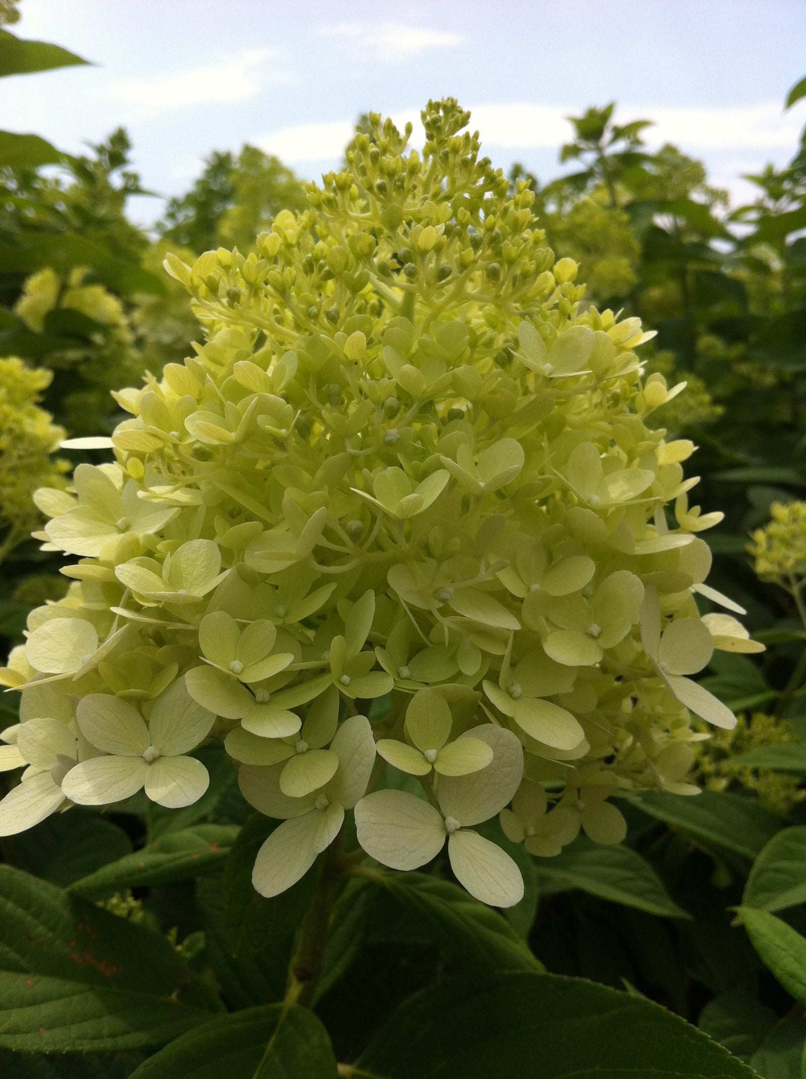 Hydrangea paniculata Limelight Zwijnenburg PP12874, COPF, CPBR2319 Limelight Hydrangea