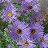 Aster oblongifolius October Skies Aromatic Aster