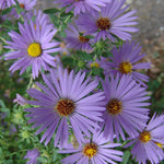 Aster oblongifolius October Skies Aromatic Aster