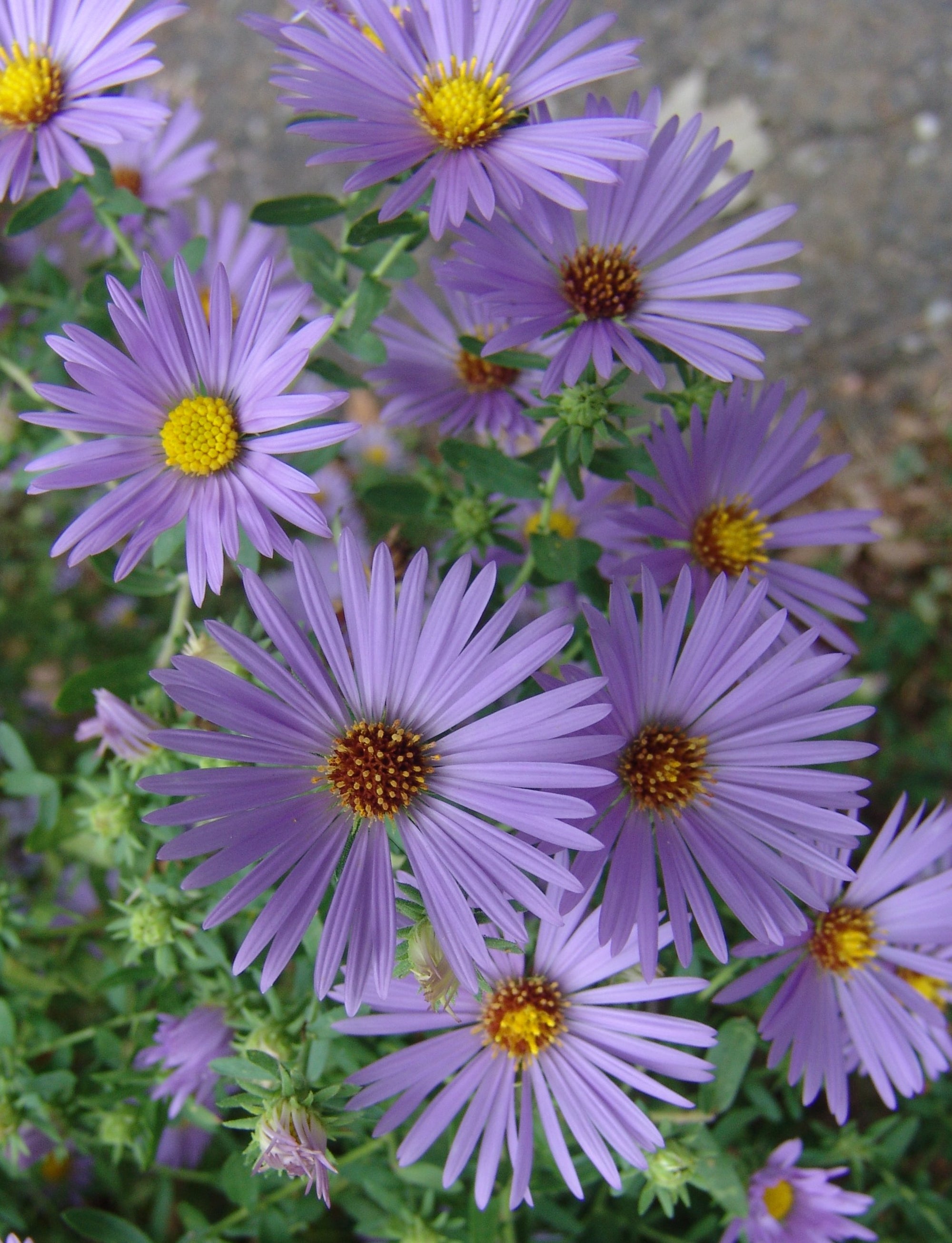 Aster oblongifolius October Skies Aromatic Aster