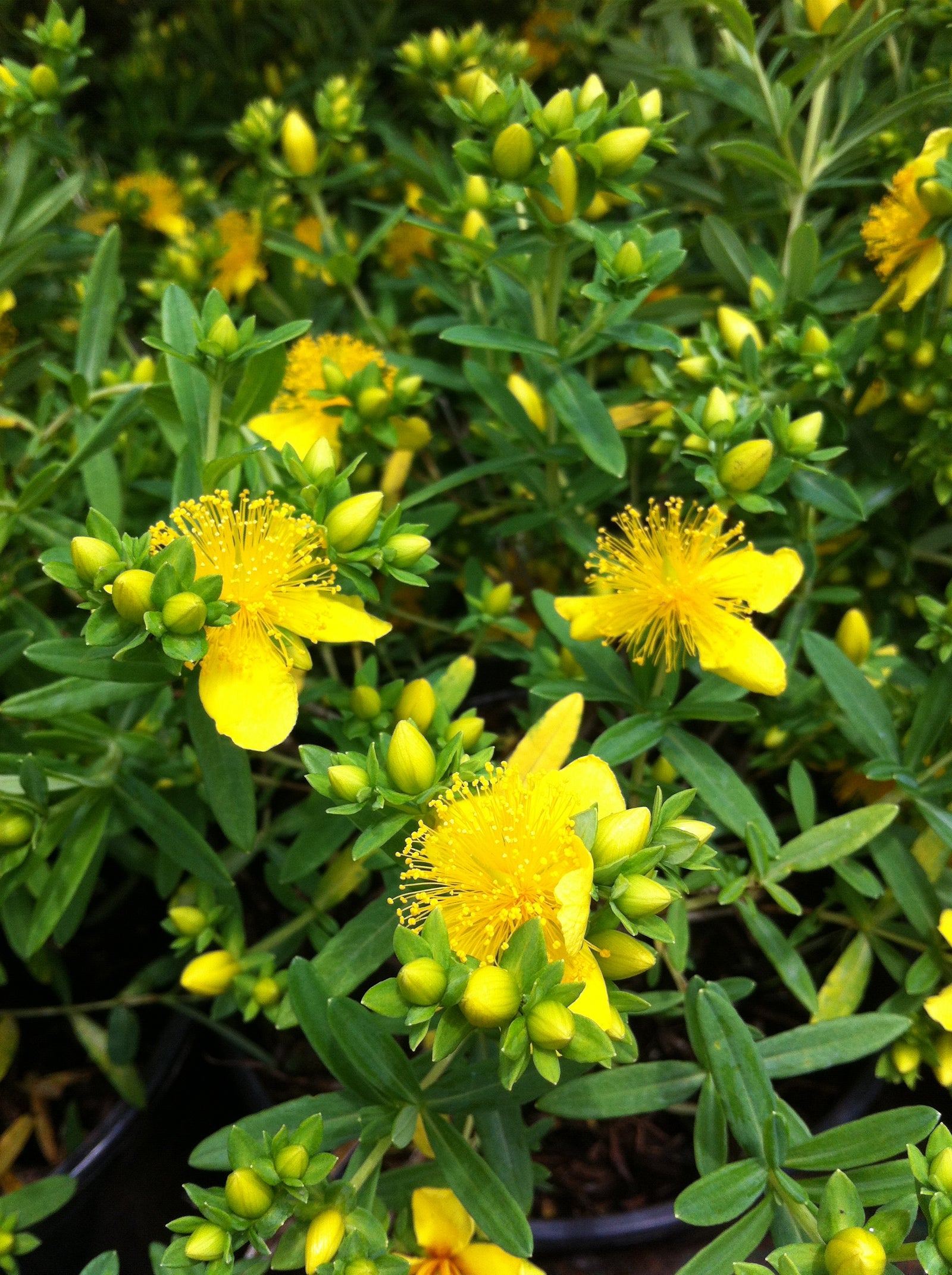 Hypericum kalmianum Pot O' Gold