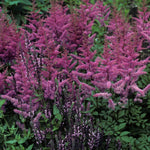 Astilbe arendsii Amethyst False Spirea