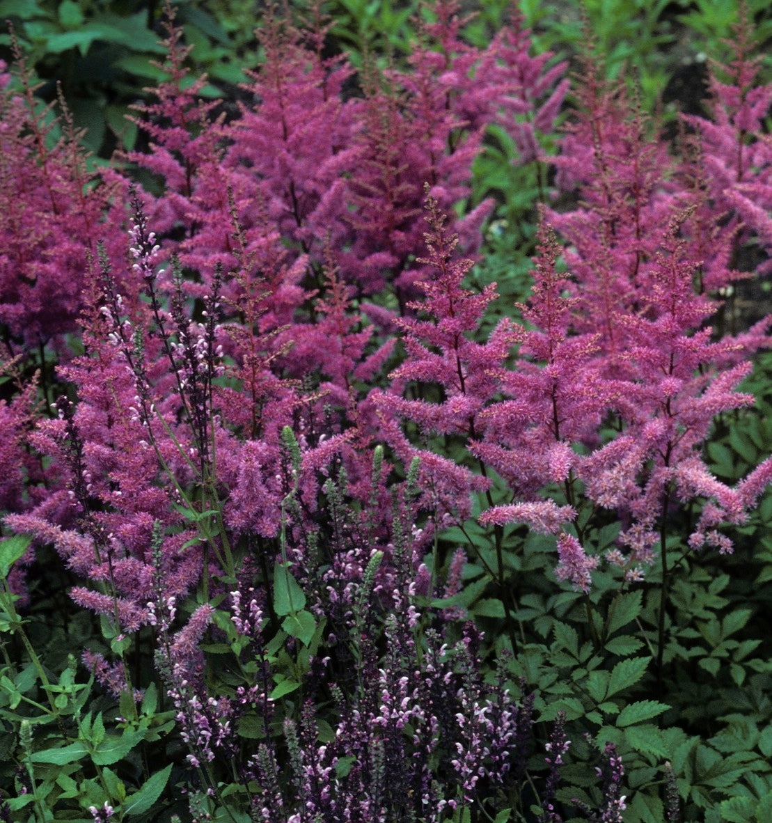 Astilbe arendsii Amethyst False Spirea