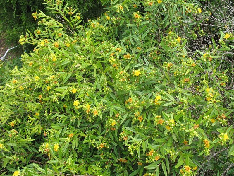 Hypericum prolificum Shrubby St. John's Wort