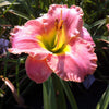 Hemerocallis Elegant Candy Daylily