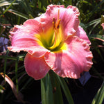 Hemerocallis Elegant Candy Daylily