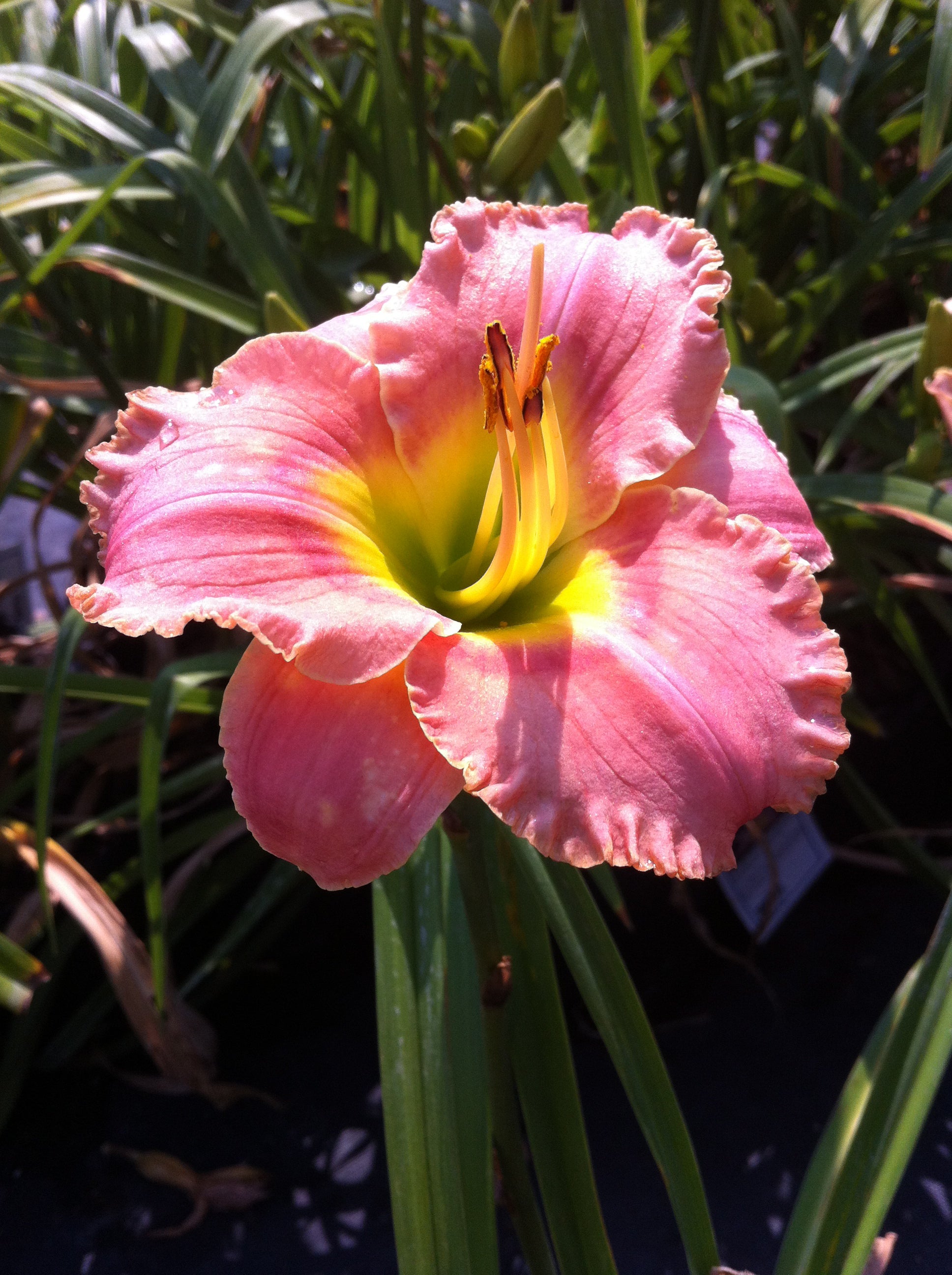 Hemerocallis Elegant Candy Daylily