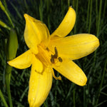 Hemerocallis flava Lemon Lily