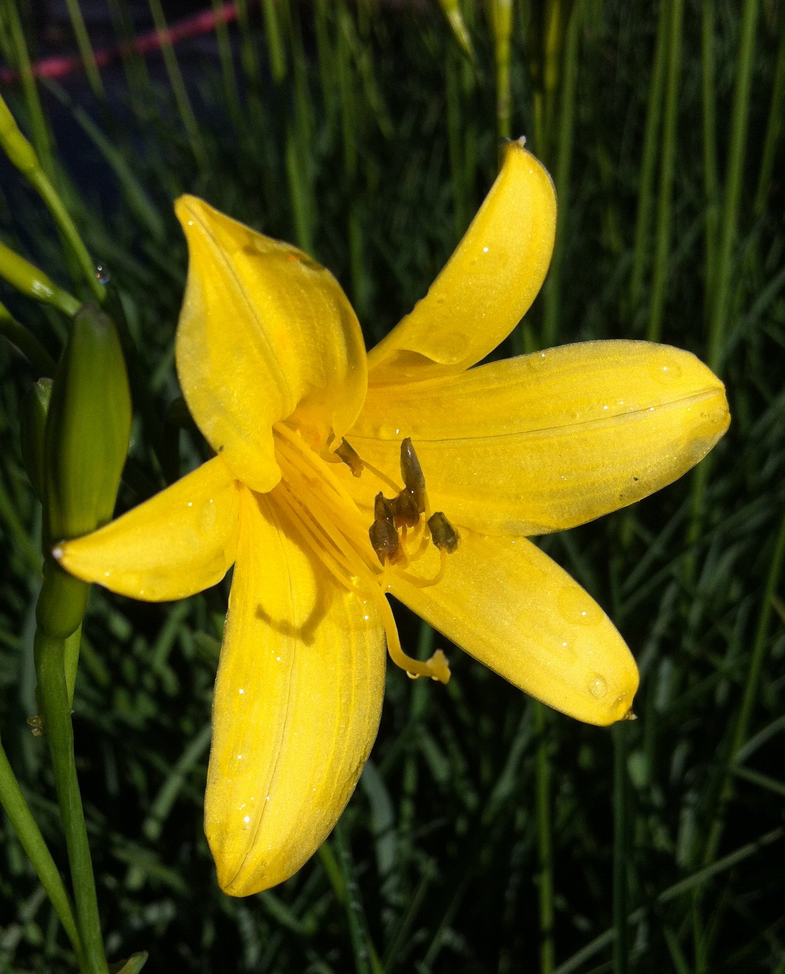 Hemerocallis flava Lemon Lily