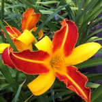 Hemerocallis Frans Hals Daylily