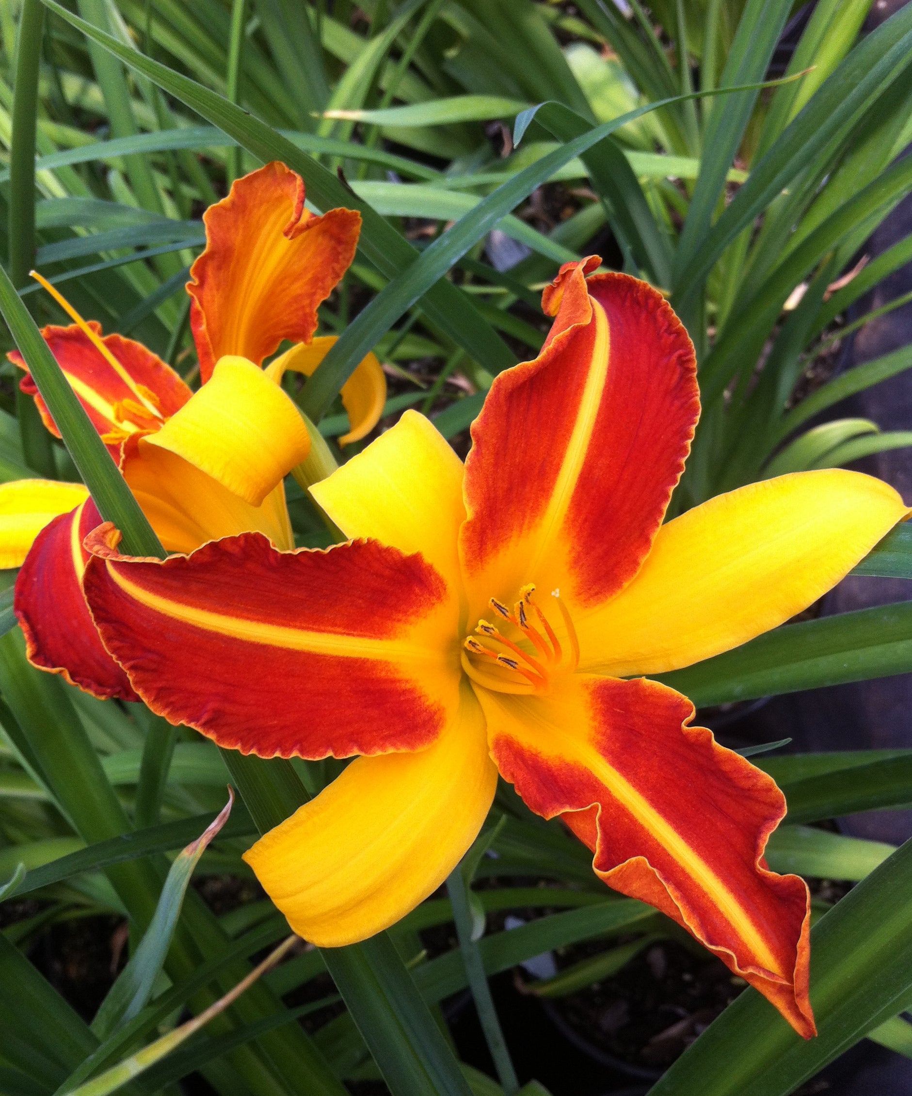 Hemerocallis Frans Hals Daylily