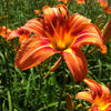 Hemerocallis fulva Tawny Daylily